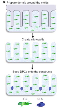 3D打印毛囊突破性進展 '頭發工廠'將為禿頂帶來新希望